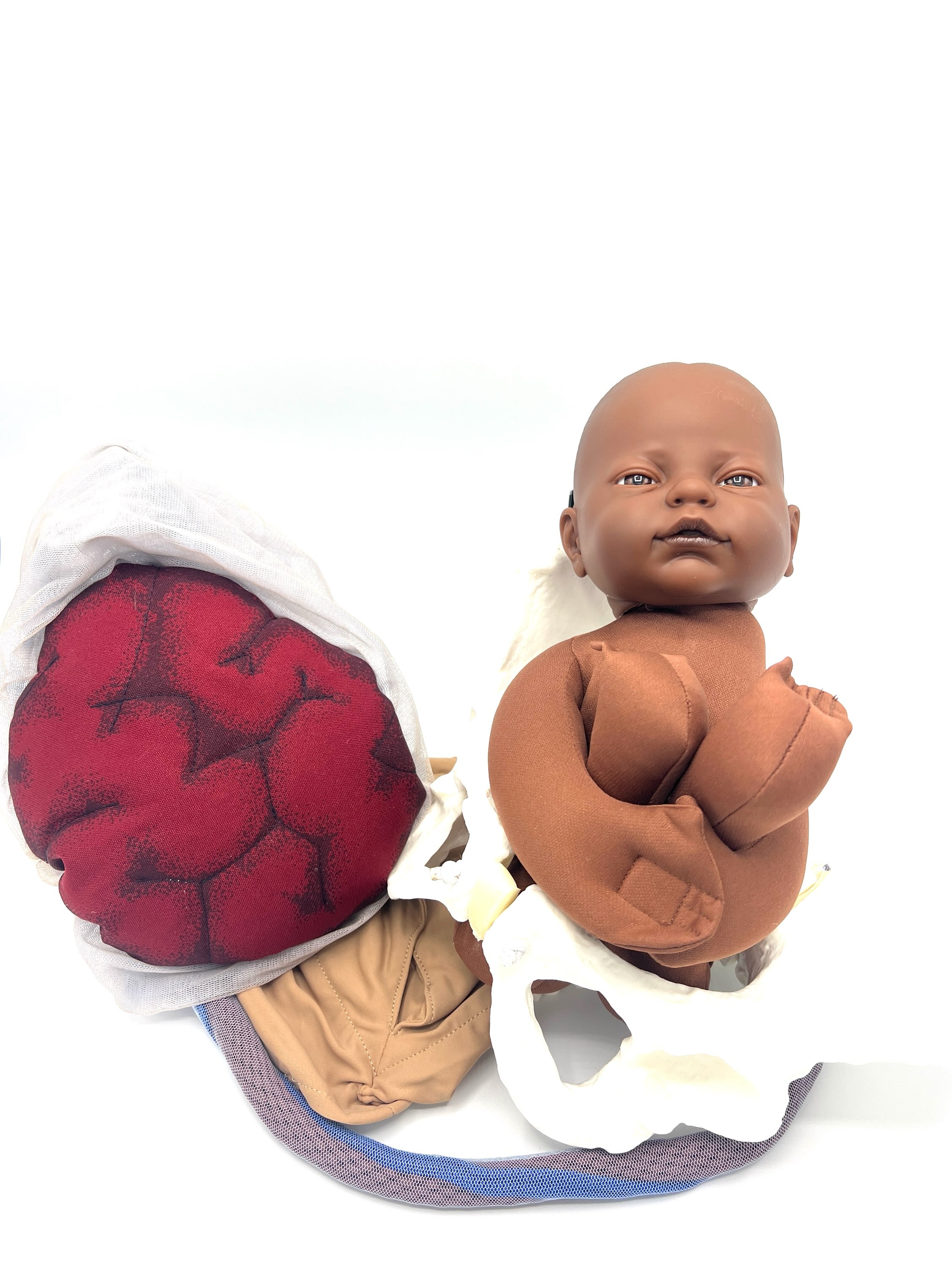  Deluxe flexible pelvis model set